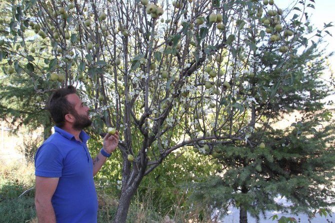 Armut ağacı Eylül’de çiçek açtı