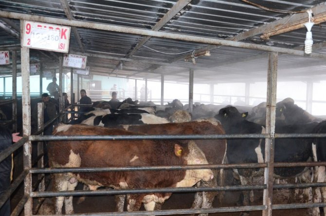 Et ve süt kurumu Aksaray’da hayvan kesimine başladı