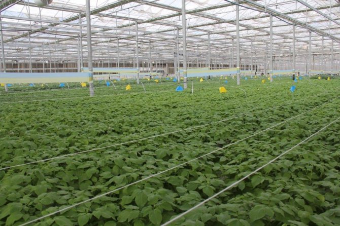 Konya Şeker yerli ve milli patates tohumu ile verimi artırdı