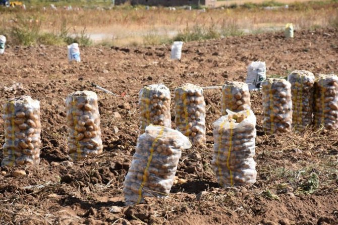 Aksaray patates ekimi yasaklanmadı