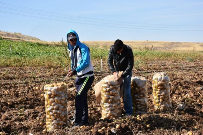 Aksaray patates ekimi yasaklanmadı