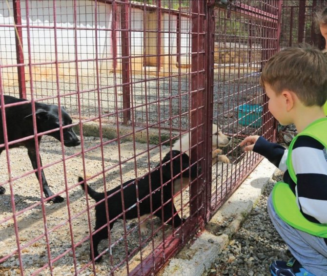 Seydişehir’de sokak hayvanlarına modern barınak