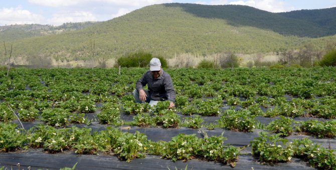 Büyükşehir’den çiftçiye fidan ve fide desteği