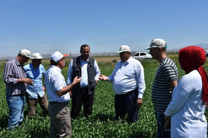 Aksaray’a süneyle mücadele çalışmaları başladı