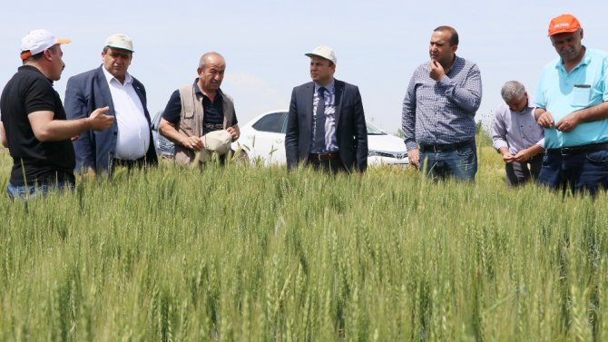 Aksaray’da süne üreticilerin korkulu rüyası oldu