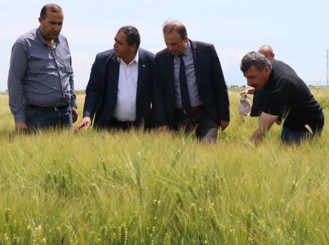 Aksaray’da süne üreticilerin korkulu rüyası oldu