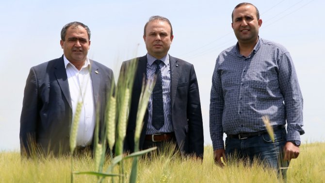 Aksaray’da süne üreticilerin korkulu rüyası oldu