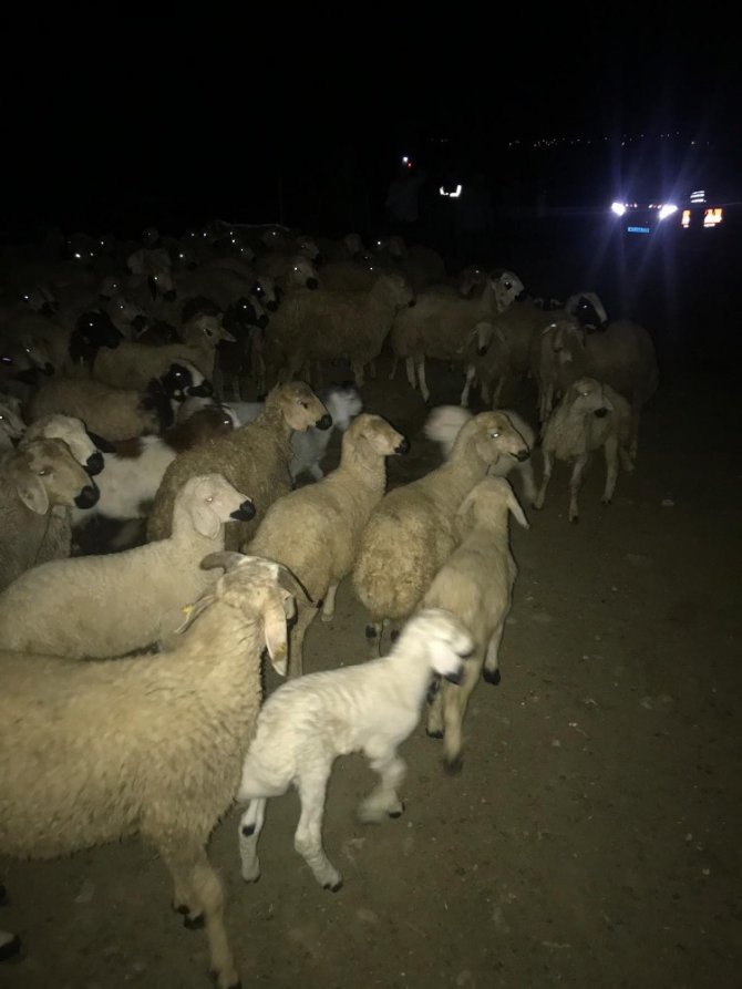 Kaybolan koyun sürüsünü jandarma buldu