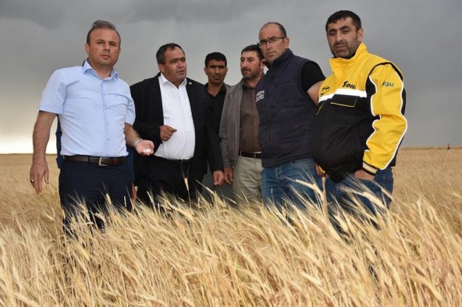 Aksaray’da dolu tarım arazilerine zarar verdi