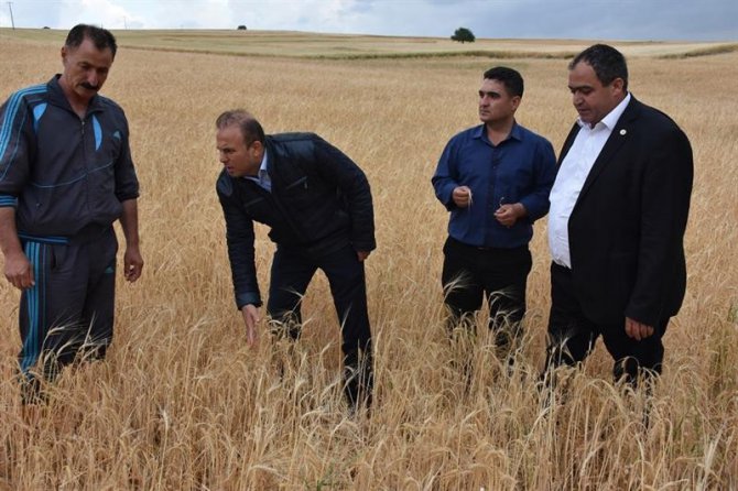 Aksaray’da dolu tarım arazilerine zarar verdi