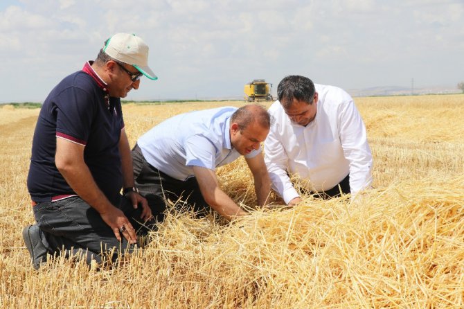 Arpa üretiminde Türkiye 6’ncısı Aksaray’da hasat başladı