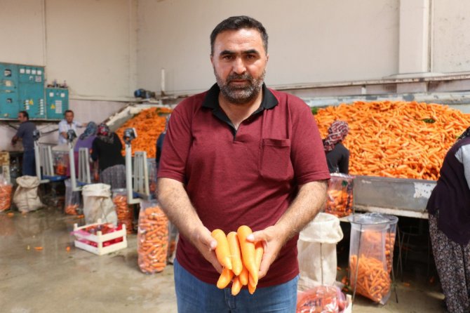 Havucun merkezi Konya’da hasat yapılıyor