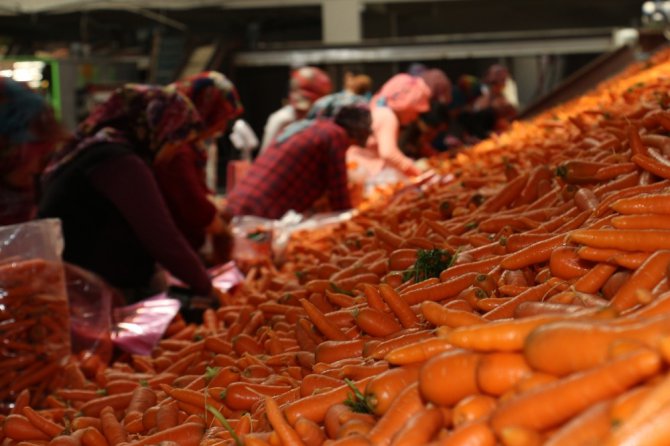 Havucun merkezi Konya’da hasat yapılıyor