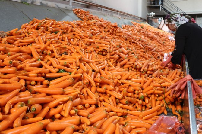 Havucun merkezi Konya’da hasat yapılıyor