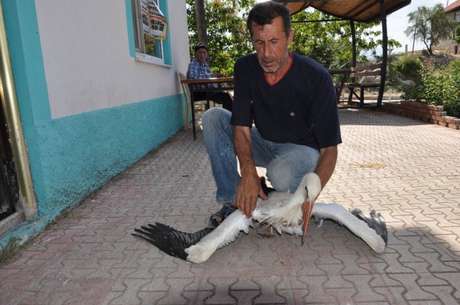 Ayağı kopan ve ayağından yaralı iki leylek tedavi altına alındı