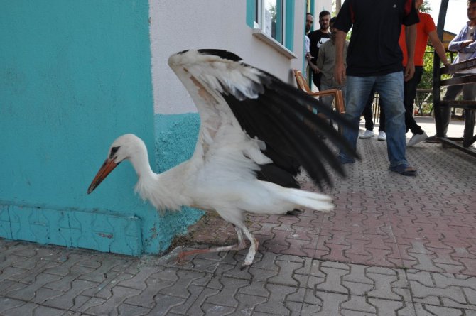 Ayağı kopan ve ayağından yaralı iki leylek tedavi altına alındı