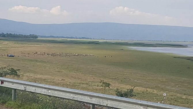 Göl suyu çekildi, yerini koyun sürüleri aldı