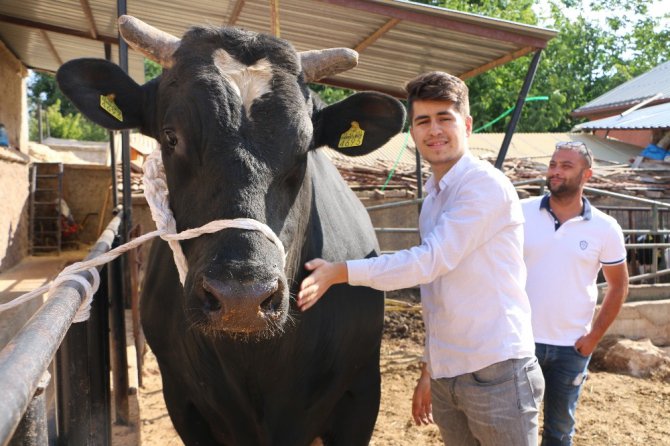 2 tonluk boğa 70 bin liradan yeniden satışa çıktı