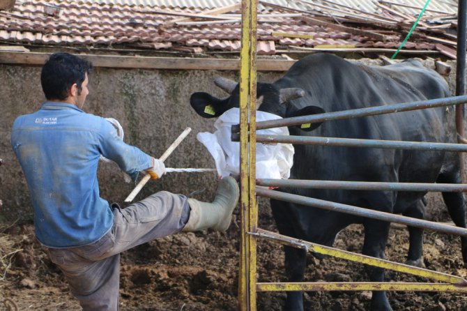 2 tonluk boğa 70 bin liradan yeniden satışa çıktı