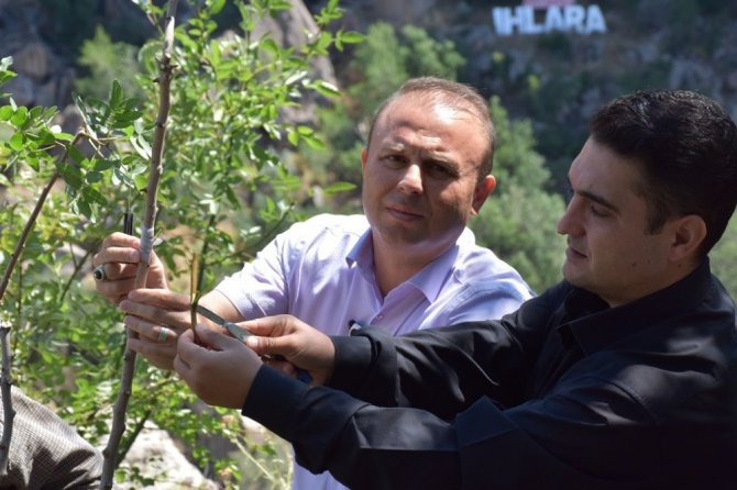 Ihlara Vadisinde aşılama çalışması yapıldı