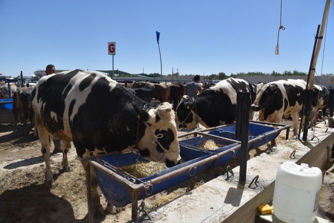 Selçuklu’da kurban satışı başladı