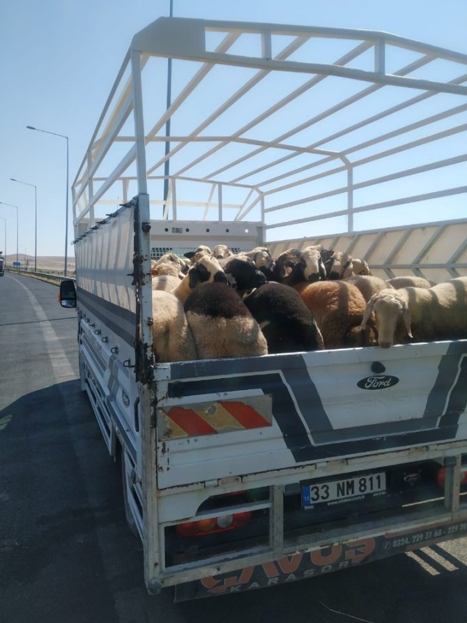 Konya’da jandarmanın denetiminde küpesiz koyun ele geçirildi