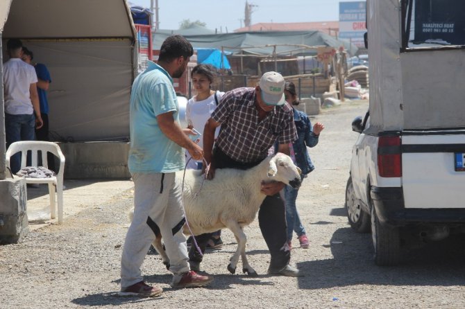 Konya’da kurban pazarının en büyüğü 2 tonluk siyah inci