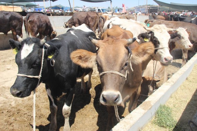 Konya’da kurban pazarının en büyüğü 2 tonluk siyah inci