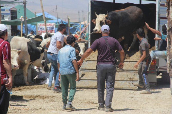 Konya’da kurban pazarının en büyüğü 2 tonluk siyah inci