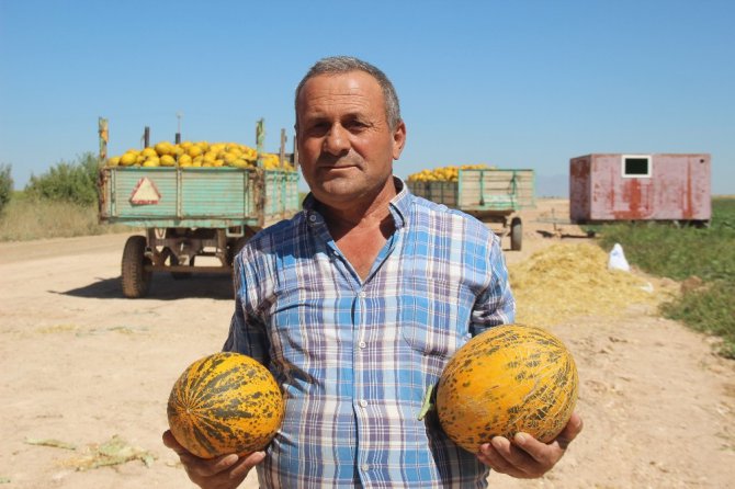 Konya Ovasında kavun hasadı zamanı