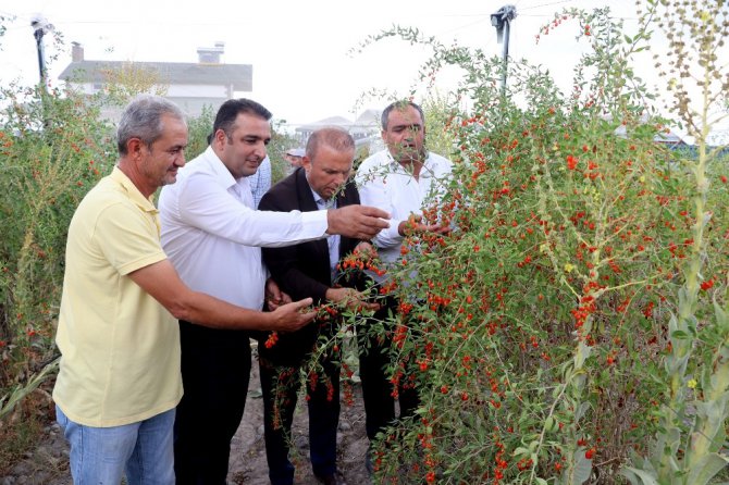 Aksaray’ın Oscar kalite ödüllü goji berry’si dünyaya ihraç ediliyor