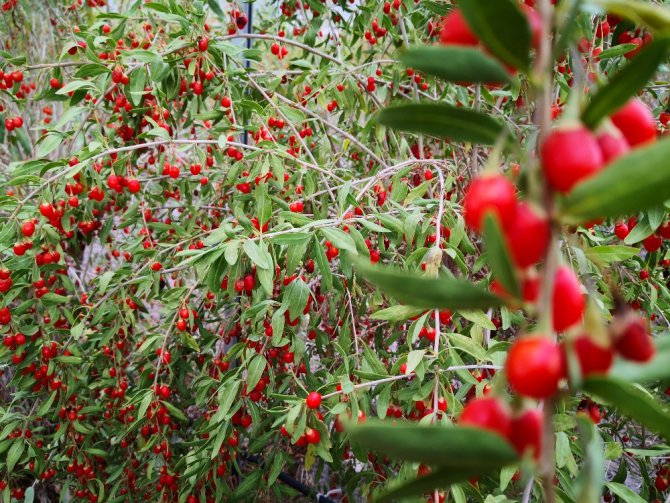 Aksaray’ın Oscar kalite ödüllü goji berry’si dünyaya ihraç ediliyor