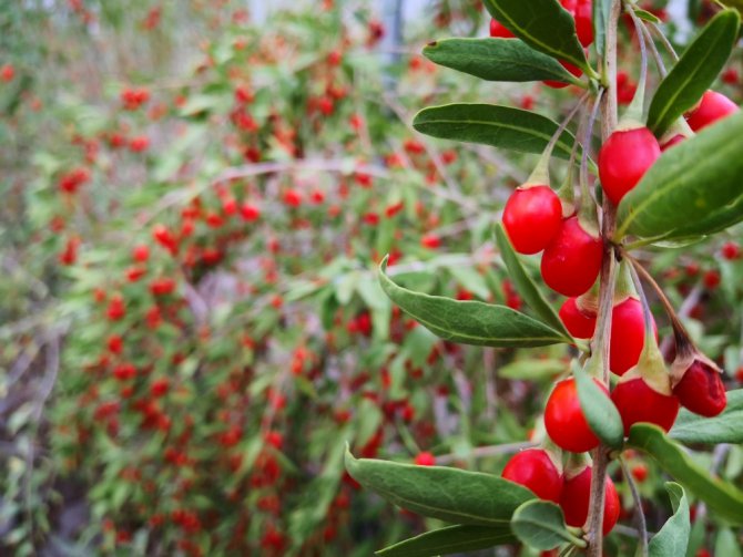 Aksaray’ın Oscar kalite ödüllü goji berry’si dünyaya ihraç ediliyor