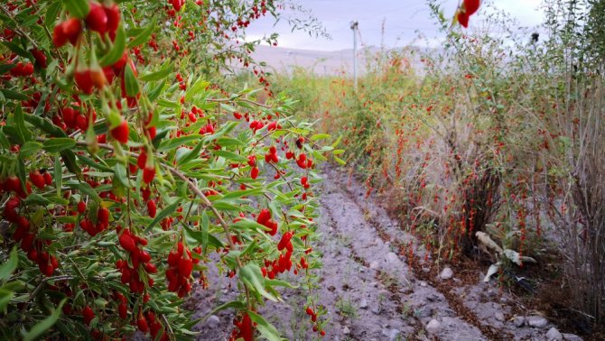 Aksaray’ın Oscar kalite ödüllü goji berry’si dünyaya ihraç ediliyor