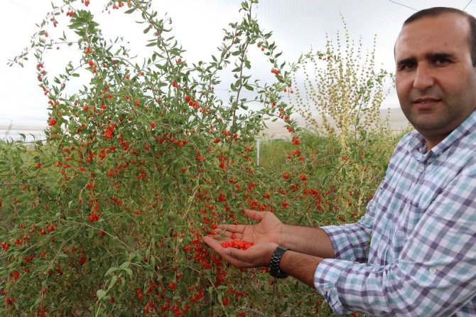 Aksaray’ın Oscar kalite ödüllü goji berry’si dünyaya ihraç ediliyor