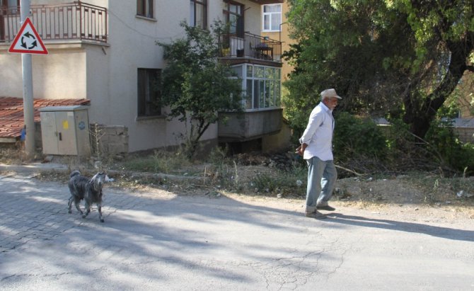 Besleyip büyüttüğü oğlak yaşlı adamın peşinden ayrılmıyor