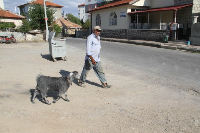 Besleyip büyüttüğü oğlak yaşlı adamın peşinden ayrılmıyor