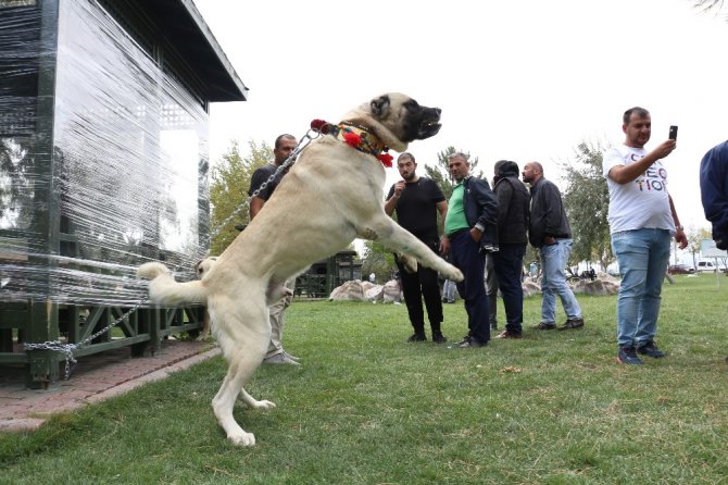 Konya’da çoban köpekleri yarıştı