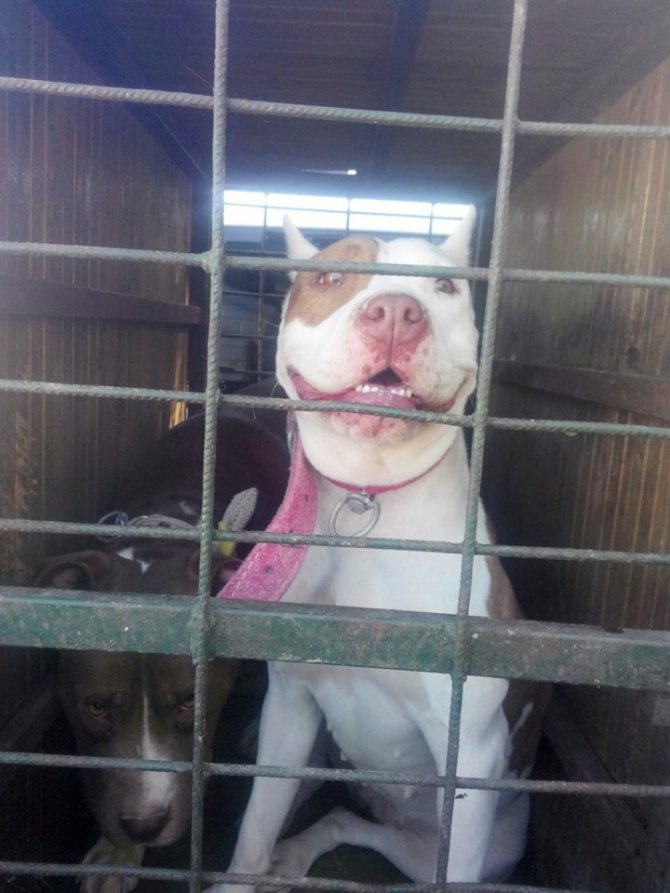 Konya’da pitbull besleyen iki kişiye 15 bin 604 lira ceza