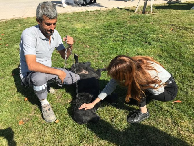 Türkiye’nin en büyük ve en modern hayvan barınağı Konya’da