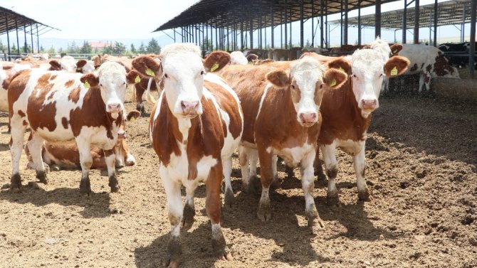 Aksaray’da hayvanlara şap aşılama çalışması başladı