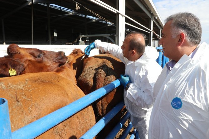 Aksaray’da hayvanlara şap aşılama çalışması başladı