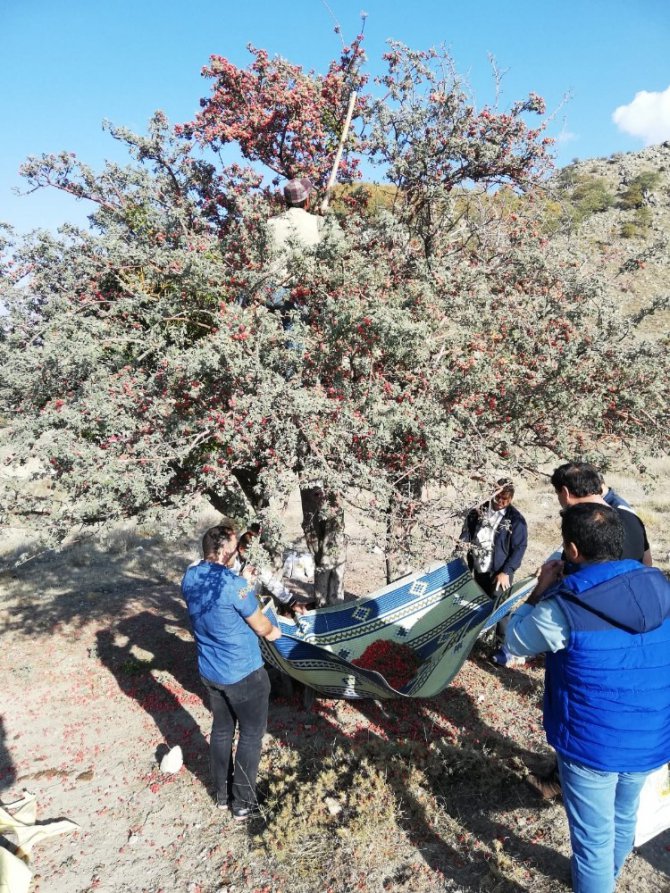 Alıç meyvesi Aksaray’da köylülerin sezonluk geçim kaynağı oldu