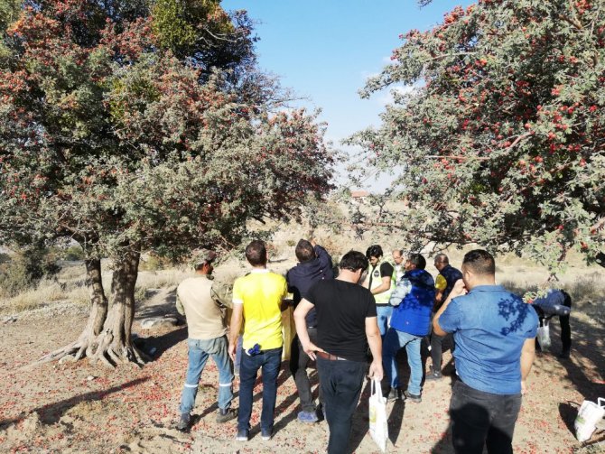 Alıç meyvesi Aksaray’da köylülerin sezonluk geçim kaynağı oldu