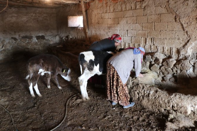 Tek geçim kaynağı olan inekleri çalındı