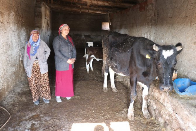 Tek geçim kaynağı olan inekleri çalındı