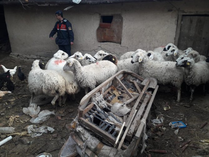 Çaldıkları koyunlarla yakalanan şüpheliler tutuklandı