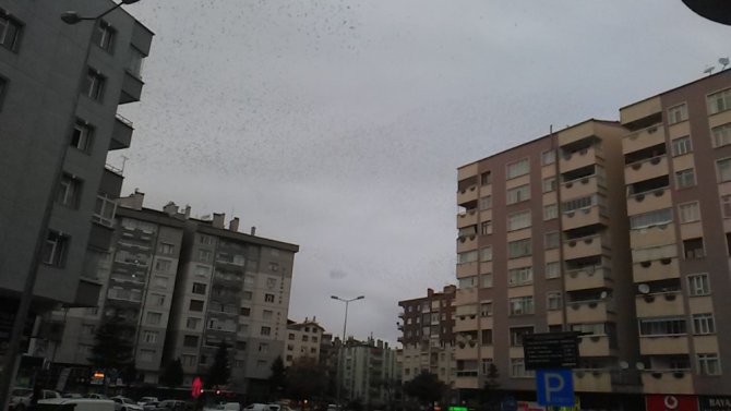 Konya’da sığırcık kuşlarının gökyüzündeki dansı mest etti