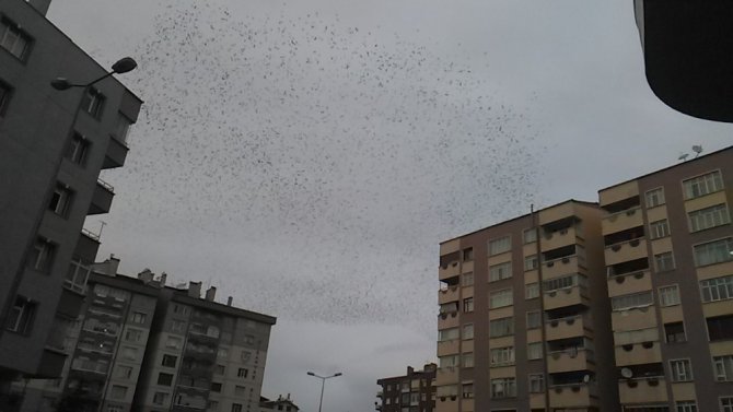 Konya’da sığırcık kuşlarının gökyüzündeki dansı mest etti
