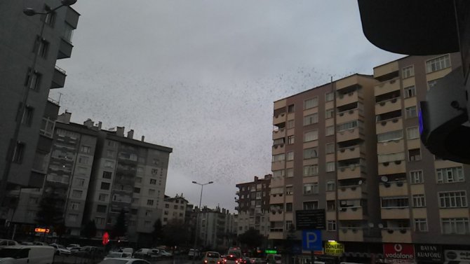 Konya’da sığırcık kuşlarının gökyüzündeki dansı mest etti